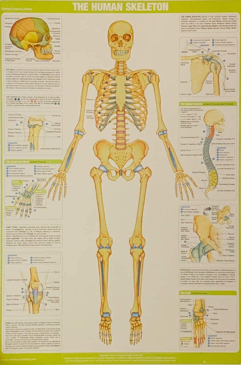 Chart El esqueleto humano, 50x70cm