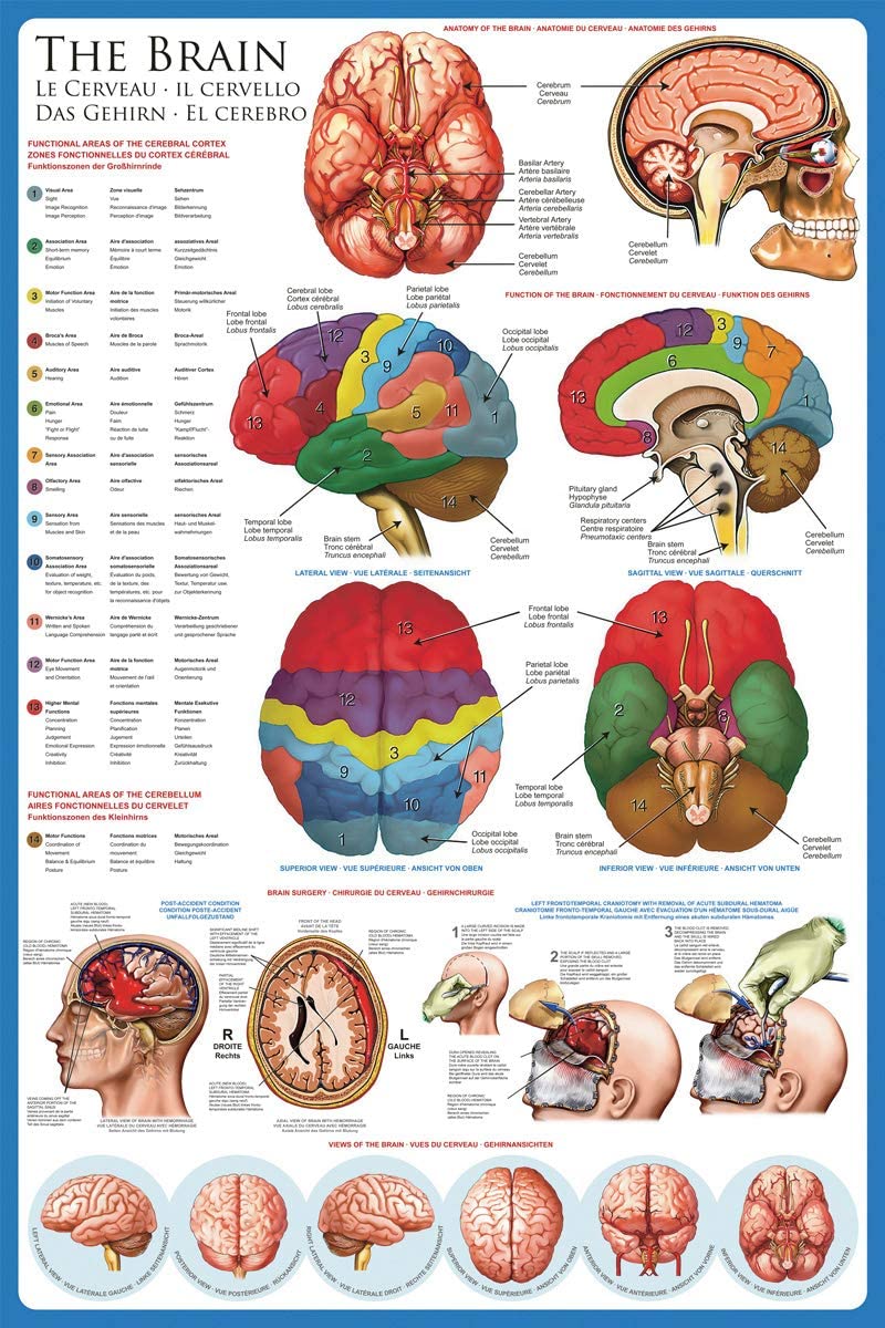 The Brain - Anatomy Poster (24 x 36 inches) – Imaginus Posters